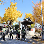 毎年黄色く色づいた木が美しい称名寺
